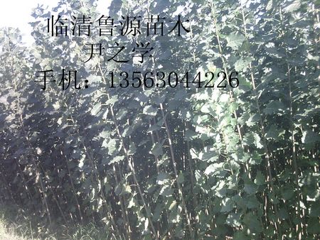 107(sh)l(f)S-RԴľI(y)gӭxُ(gu) 
P(gun)I: